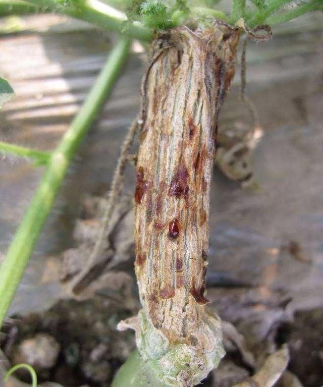 黄瓜枯萎病不可怕,怕你没有好法来治它