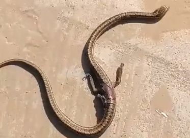 大爷院子里发现两脚蛇走前去看大爷无法淡定了