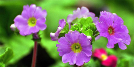 花卉植物四季樱草的四季管理