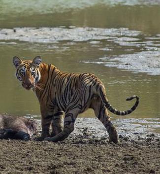 老虎寻食竟发现气息微弱的野猪大吃一段之后老虎最后竟发愁了
