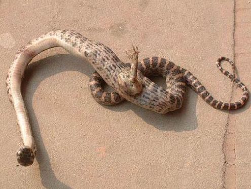 刚走到院子里就看见院子空地上一条两只脚的蛇在自家院子空地上盘踞着