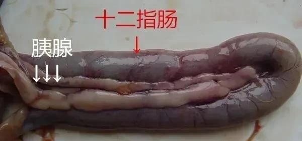 学解剖—认识鸡的消化道