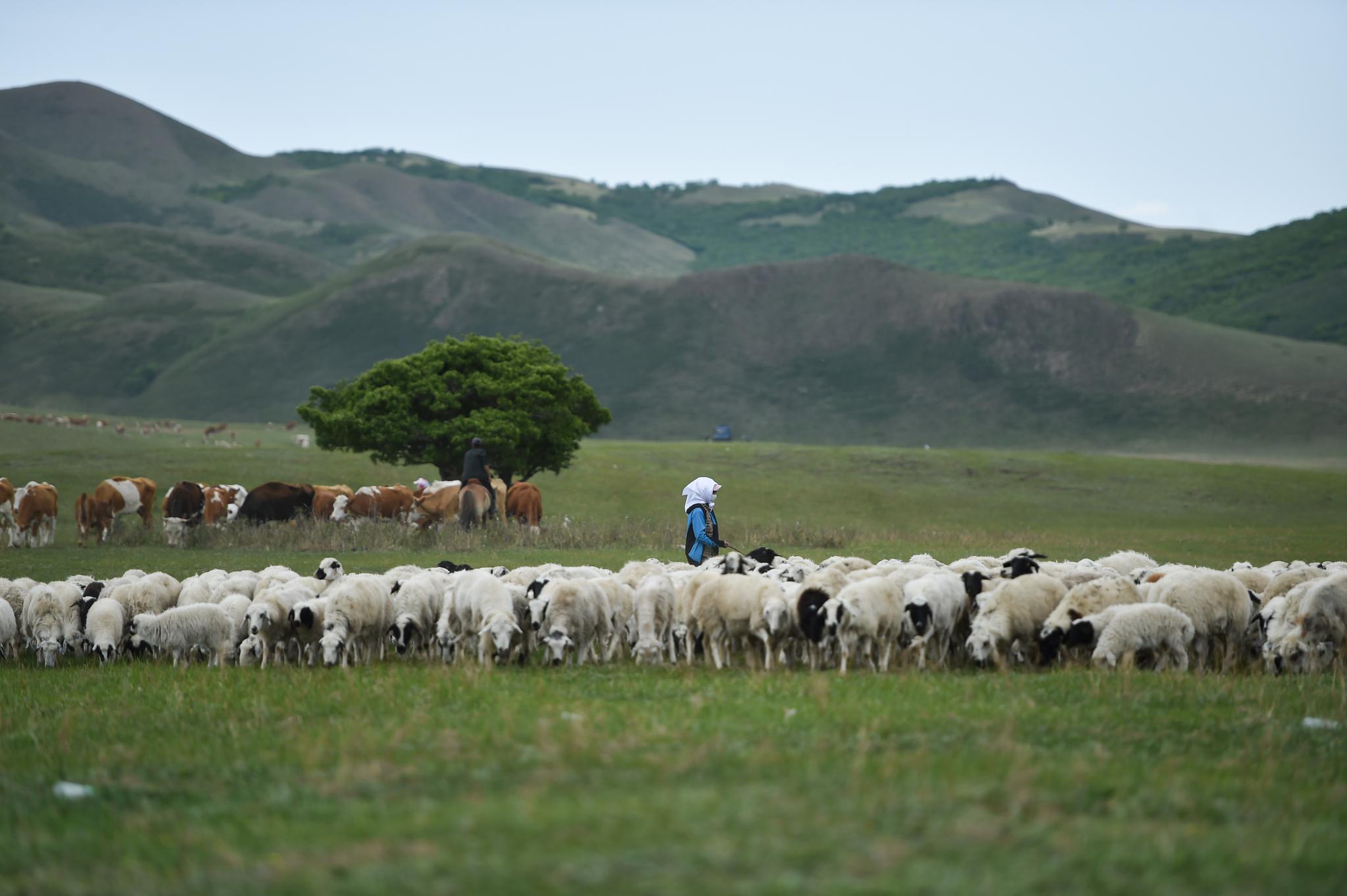 阿鲁科尔沁草原夏日美景