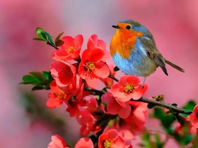 清晨聆听最美夏日鸟语耳朵听醉了