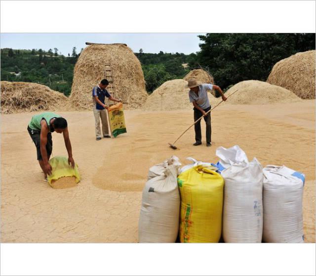 小时候农村收麦子的场景
