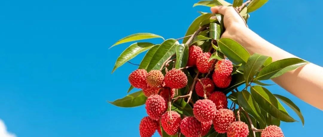 说好的荔枝“丰年”来啦~这份深圳最全荔枝采摘攻略快收好!|荔枝_新浪新闻