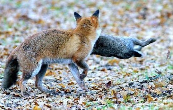白鼬费力咬死了两倍大的兔子,抬头一看,竟默默的丢下猎物逃走了