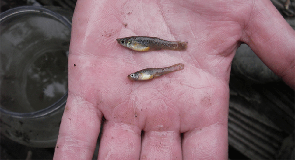 为灭蚊引进"大肚鱼",如今在中国农村泛滥,吃货对它没兴趣|疟疾|食蚊鱼