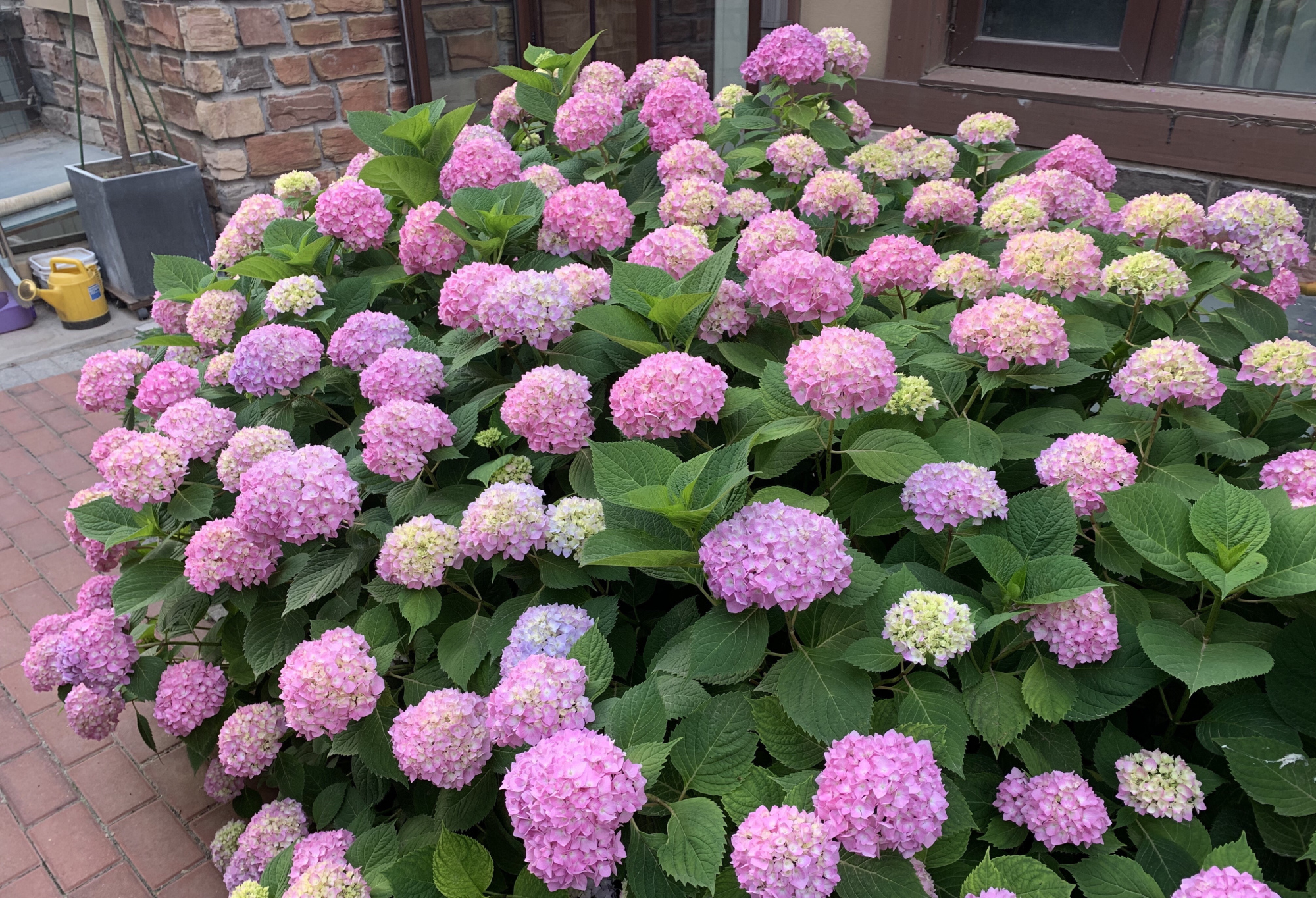 适合养在"大门口"的4种花,到了夏天开成"1大片",好养开花多|绣球花|大