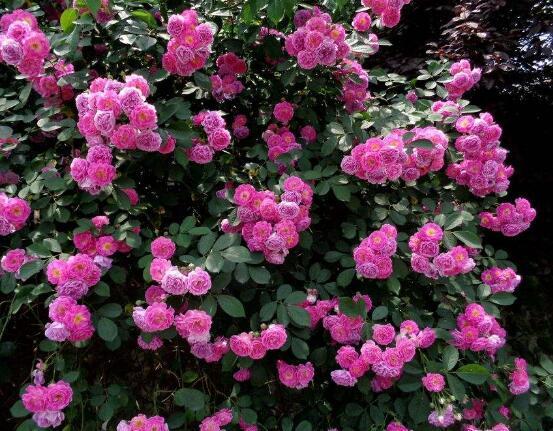 R4.10.26 花 (薔薇 5) - agedor.ma