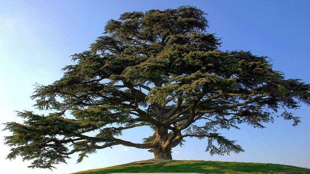 浙江出现最珍贵的树,全球仅此一棵,全年有警卫守护