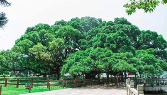 世界上最大的一棵树占地15000平方米做到了独木成林