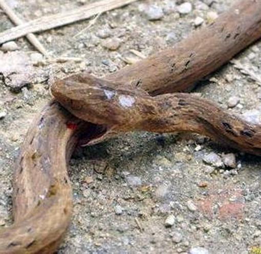 男子发现一条蛇,这条蛇撕咬自己肚子死去,解刨后男子不淡定