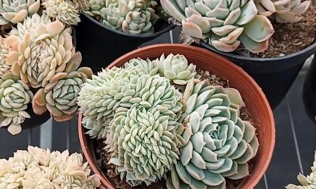 多肉缀化是怎样形成的?为什么会受到大家的关注和喜爱|多肉植物|维管束|枝干_新浪新闻