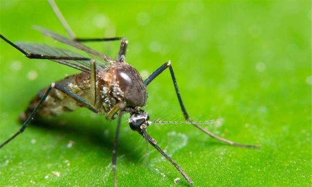 夏季,是蚊子繁殖的季节,如何预防蚊子叮咬?