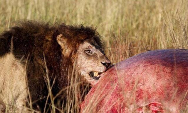 雄狮啃食死去已久的河马无从下口,直接咬开肛门肠子流了一地