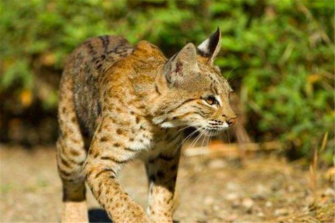 狸猫与麻狸,还被叫做沼泽猫,属于食肉目猫科猫属野生动物