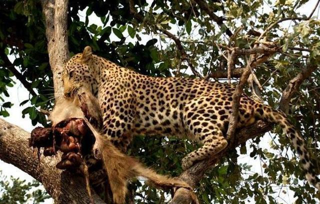 狒狒大战饥饿花豹,双方龇牙咧嘴互不相让,这一次你猜谁赢了