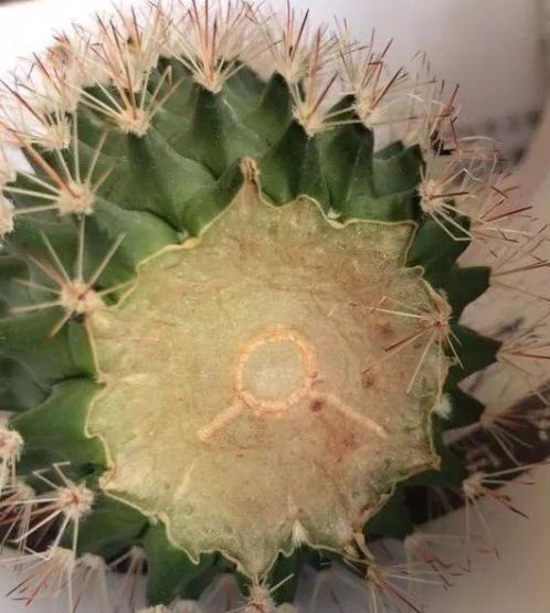 仙人球发黑腐烂?不要丢!这样处理,哪怕只剩"头盖",照样能活