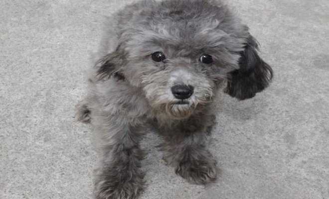 你见过灰泰迪吗?为啥它的价格比其它颜色的泰迪高很多?