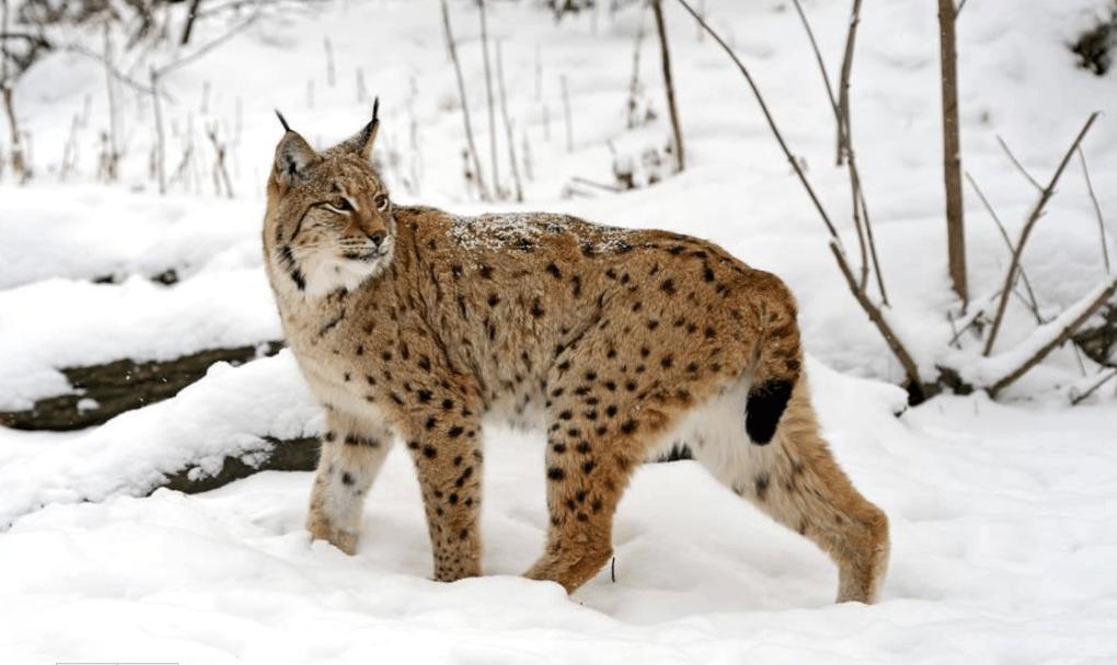 被渔貂吊打的加拿大猞猁是史上最怂猞猁猞猁家族颜面何存