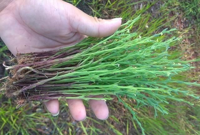 玉米田里这种野草见到可别除掉了如今2千一斤十分罕见