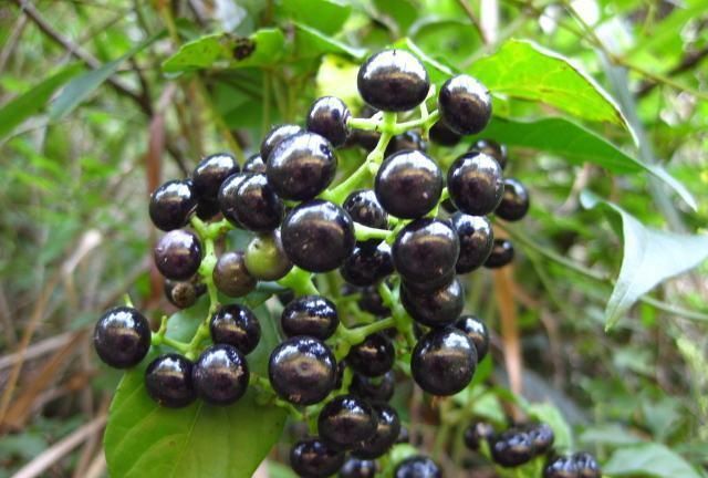 农村一种叫母猪藤的植物能卖钱能入药