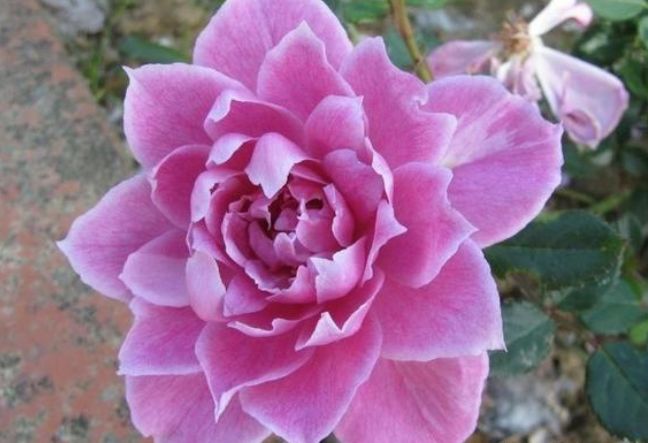 此花表达相遇是一种宿命,让我们诉不尽的浪漫情怀,让人深深向往窍门矴