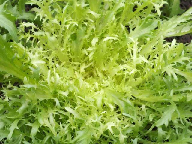 被誉为"妇女之友"的4种蔬菜,热量低,抗衰老,淡斑还美容!