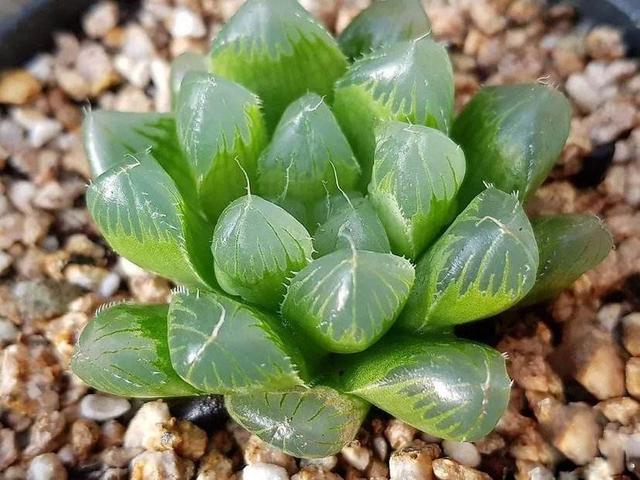 外形奇特的多肉植物,各有特色,千姿百态,你见过几种