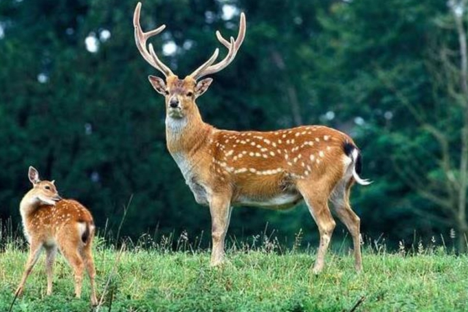 无人机在神农架拍到罕见现象一只梅花鹿在喝水研究员十分欣喜