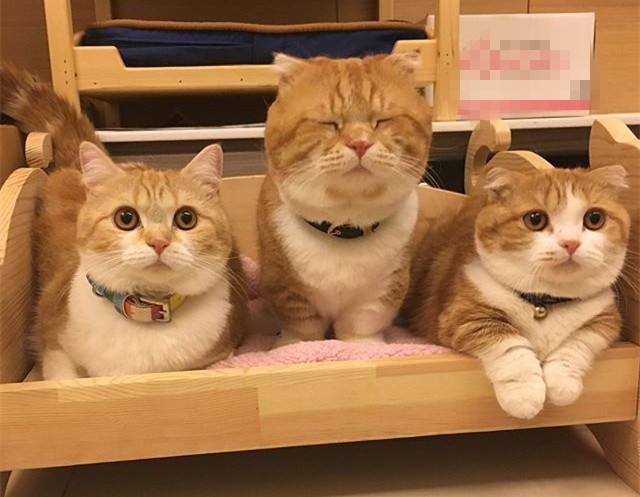 正文  大规模的猫场,他们那儿猫咪的质量也是有高有低的, 可能有些