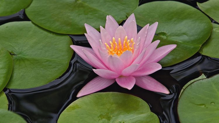 6月份内桃花运泛滥人见人爱花见花开缘分天注定的四大星座