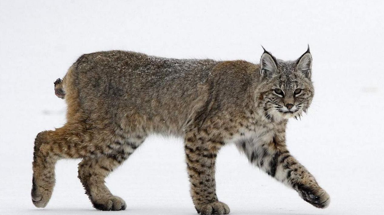 被渔貂吊打的加拿大猞猁是史上最怂猞猁猞猁家族颜面何存