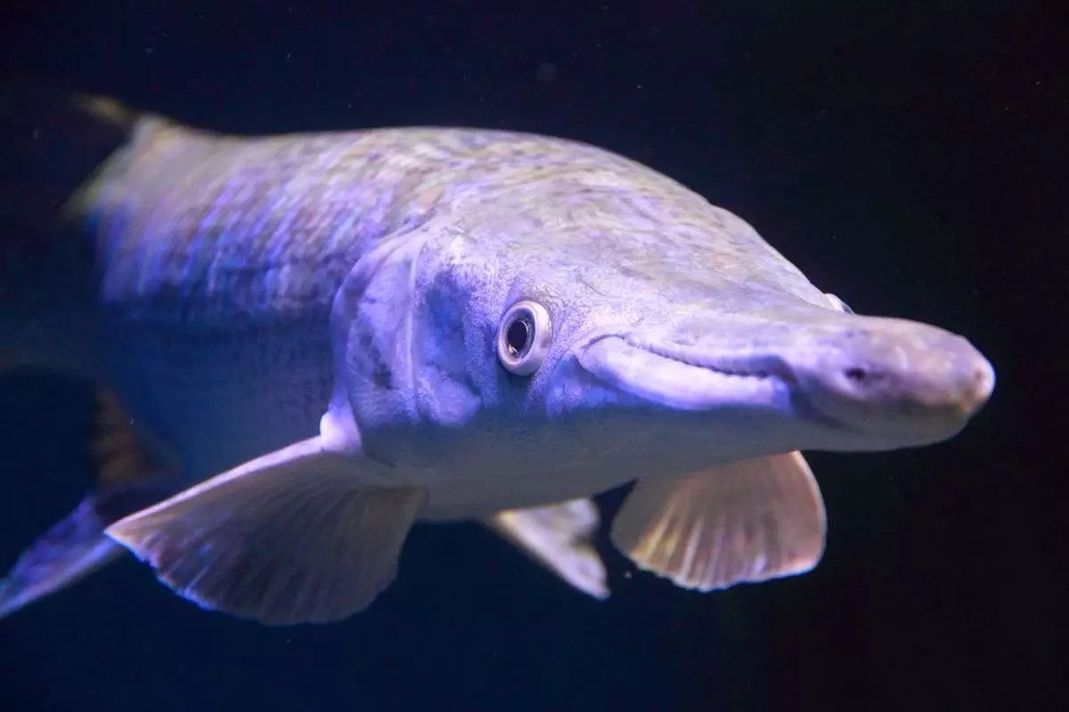 鳄雀鳝:我真的不是二口女,我吃的很少|鳄雀鳝|鲤鱼|地球_新浪新闻