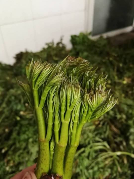 它的名字就叫做刺老芽,它就是一棵楤木上长出来的嫩芽