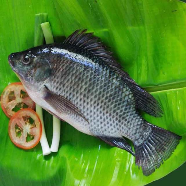 在中国是"垃圾鱼",却深受日本人的喜爱,并且还被当成了美食