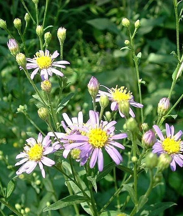 农村种植山白菜,每亩产好几百公斤,价格很不错,月收入好几千