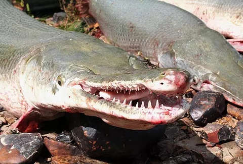 被误会成大食怪的猛兽鳄雀鳝我真的不是二口女我吃的很少