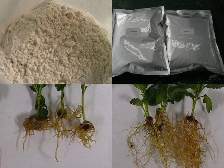 用上生根粉和生根溶液灌根移栽和扦插效果好就看你会不会用