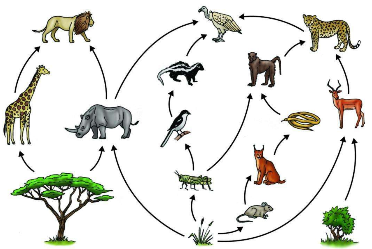 660多种外来物种入侵我国,71种具有潜在威胁,其中1种变成"宝"