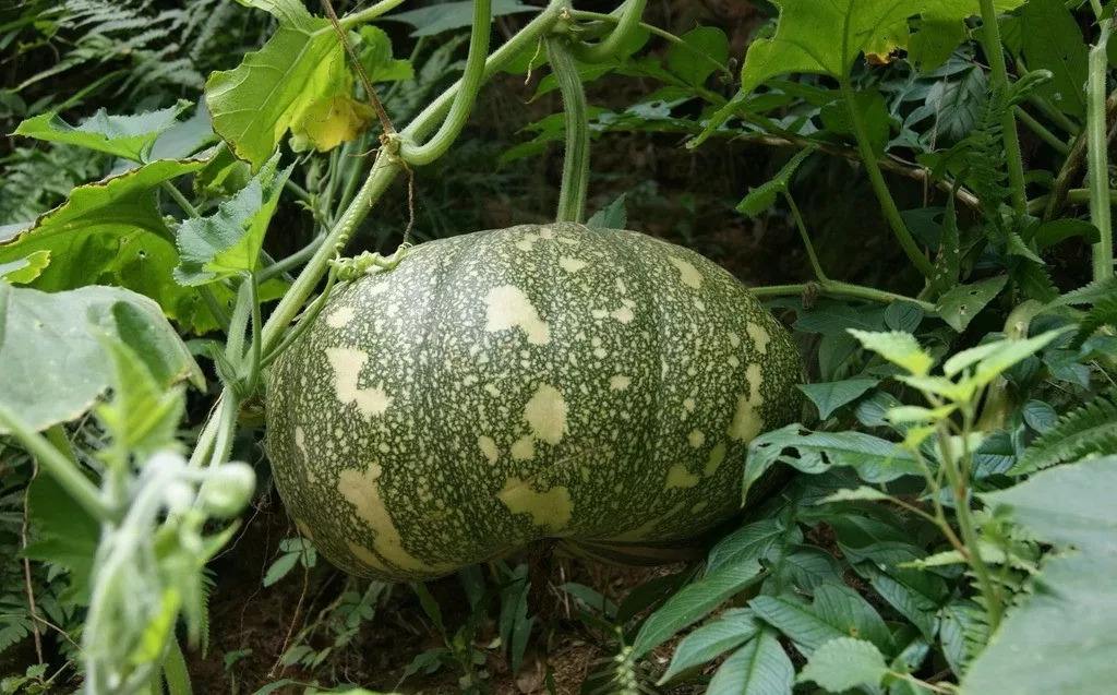 夏天怎么能少了西瓜?北京正阳采摘基地里的西瓜已熟,这瓜太甜了