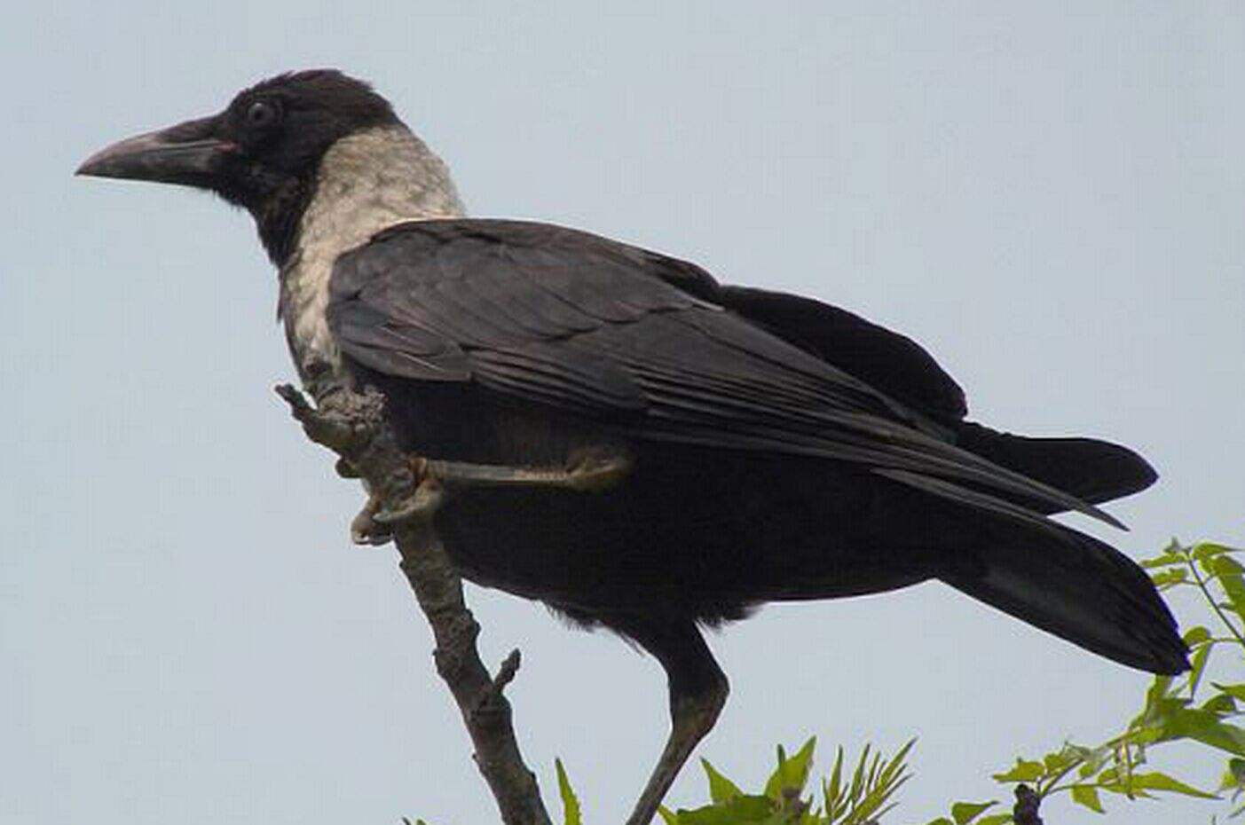 清华简上有《汤之屋》一文,它号称国内第一篇小说,内容挺有意思