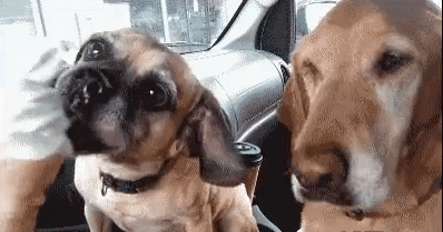 每日一笑,甜甜的恋爱终于轮到我了吗