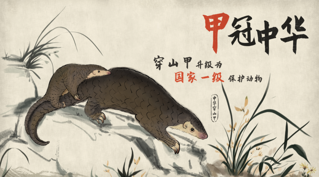 穿山甲保护力度再升级由国二升级国一