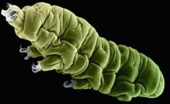 地球上最抗冻的物种能在零下200度存活堪称超级物种