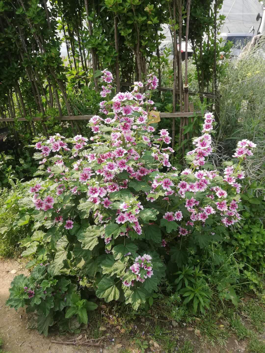 为啥自己种的"蜀葵"很矮小,原来种了冒牌货,名字叫锦葵!