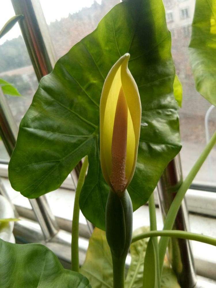 原来滴水观音就是海芋,夏季养护要走心,不然叶子越长越小!