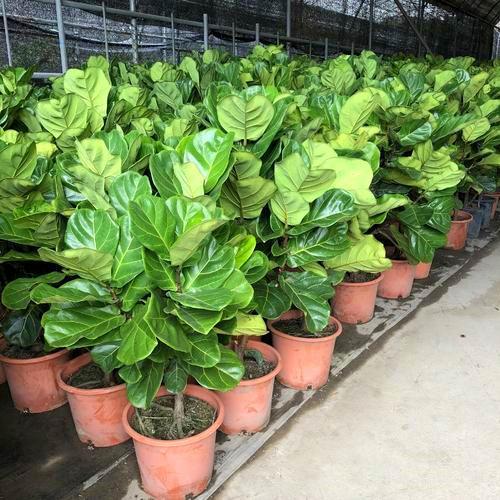 这3种花不能晒,一晒就萎蔫耷拉叶,赶紧搬回家|玉露|杜鹃花|琴叶榕