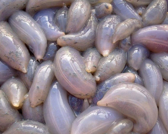 后来小伙才从村民的口中得知,原来这是一种叫做海地瓜的虫子.